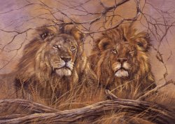 RGS Puzzle Brothers of the Savannah 1500 pieces RGS Puzzle Brothers of the Savannah 1500 pieces